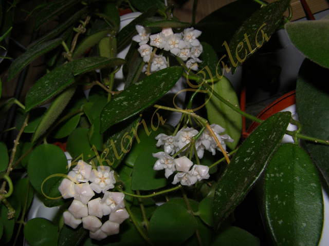 PB100870.jpg