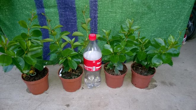 біла+червона.jpg