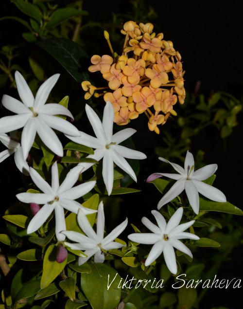 DSC_0282_500x635.jpg