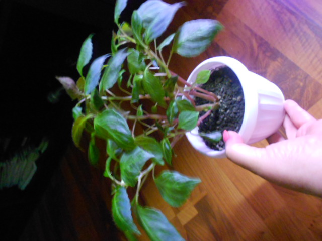 DSCN7052.JPG