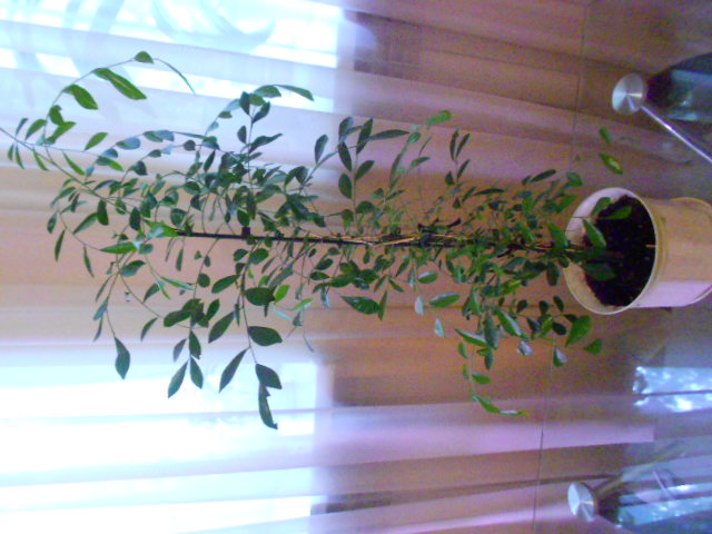DSCN7153.JPG