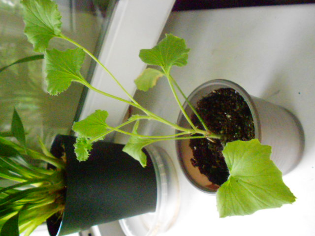 DSCN7157.JPG