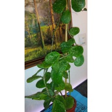 Hoya Obovata splash.jpg