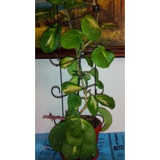 Hoya obovata variegata.jpg