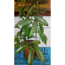 Hoya Pubicalyx Silver Pink.jpg