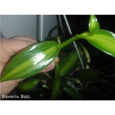 Vanilla planifolia.jpg