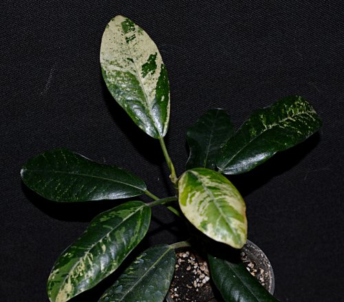 DSC_0987_500x439.jpg