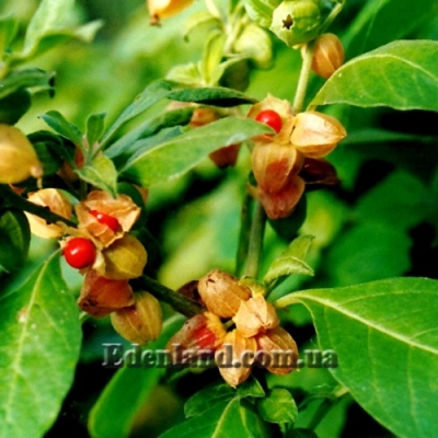 vitaniya-snotvornaya-ashvaganda_378_b - копия.jpg