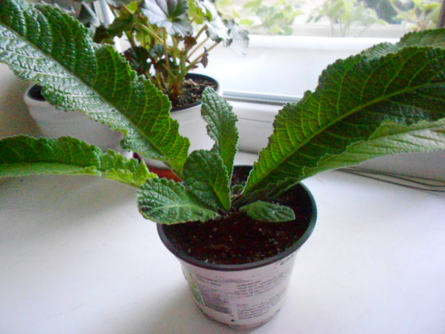 DSCN7172.JPG
