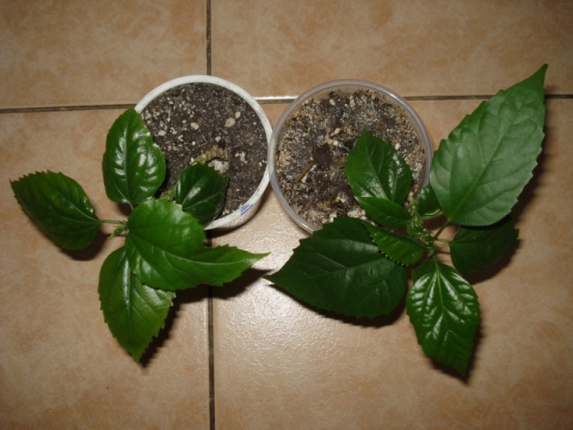 DSC09872.JPG