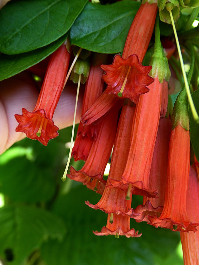 iochroma_fuchsiodes_01.jpg