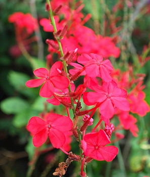 Plumbago indica.jpg