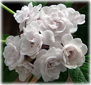 Clerodendrum philippinum66.jpg