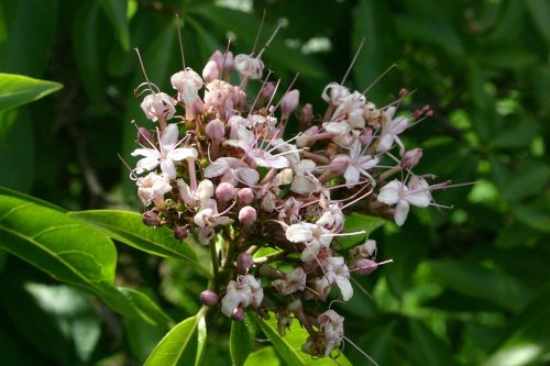 Clerodendrum glabrum.jpg