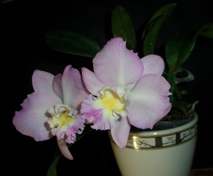 CIMG3803_800.jpg
