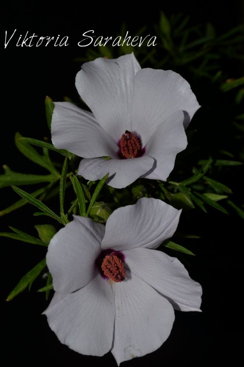 DSC_0355_500x752.jpg