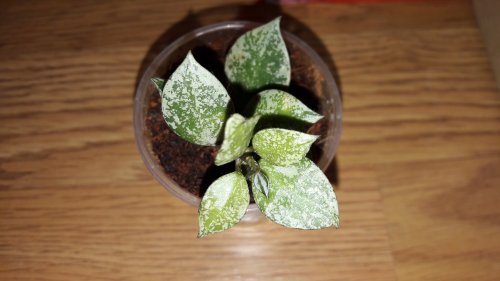 20170603_164504_500x281.jpg