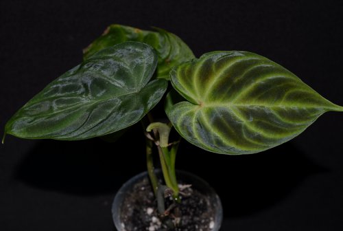 DSC_0386_500x336.jpg
