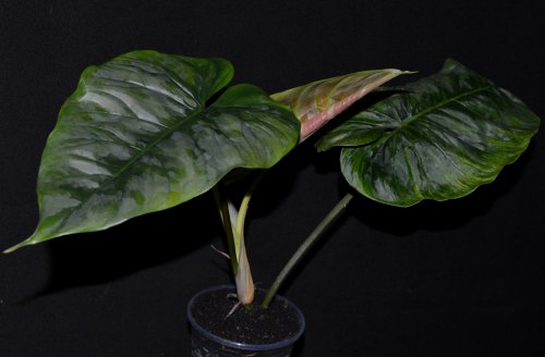 DSC_0371_500x328.jpg