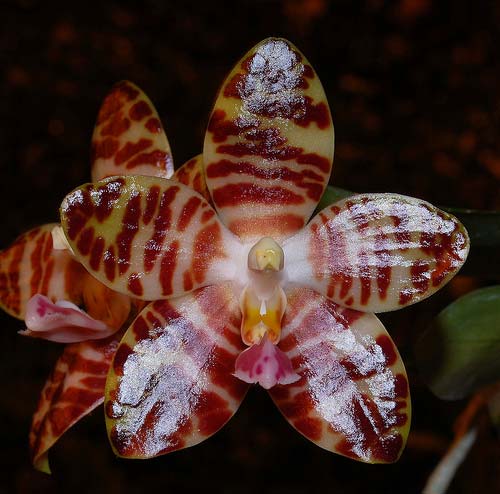 phalaenopsis-david-lim-foto-2287.jpg