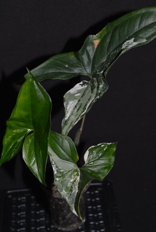 DSC_0972_500x741.jpg