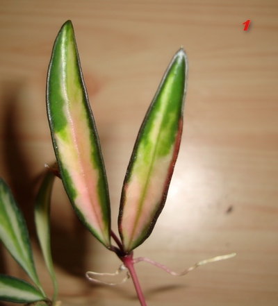 034_cr.jpg