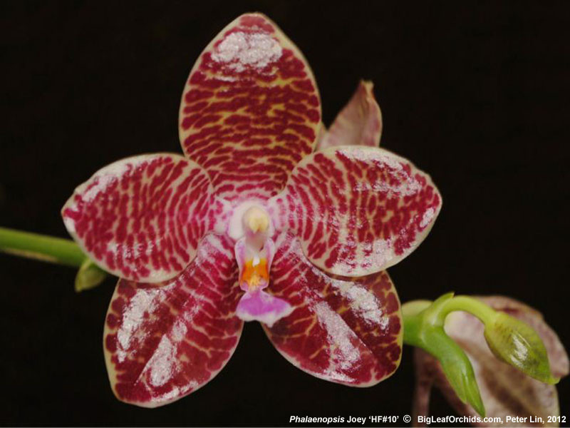 IMG_20170609_185746_5.jpg