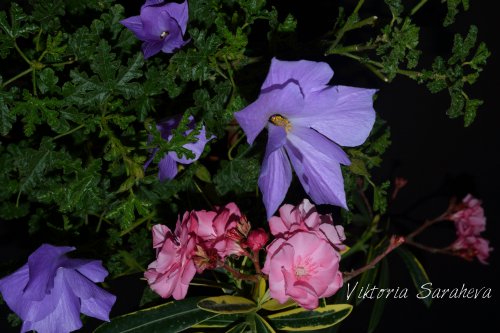 DSC_0411_500x333.jpg