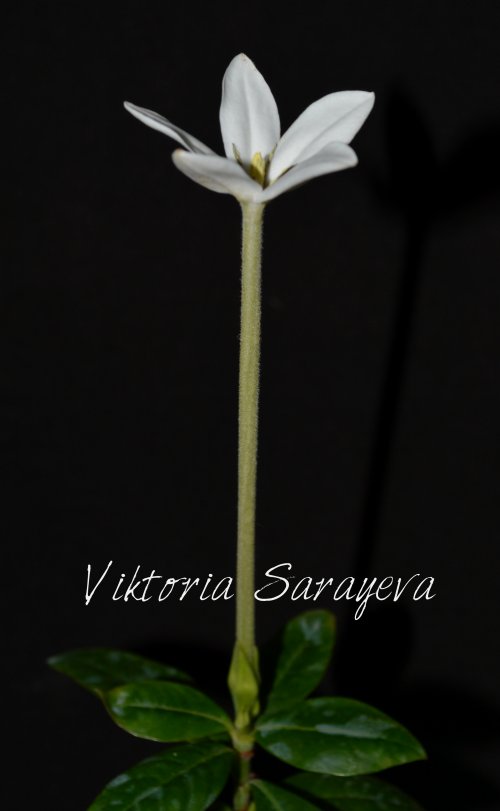 DSC_0423_500x811.jpg