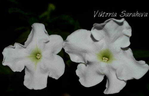 DSC_0474_500x325.jpg
