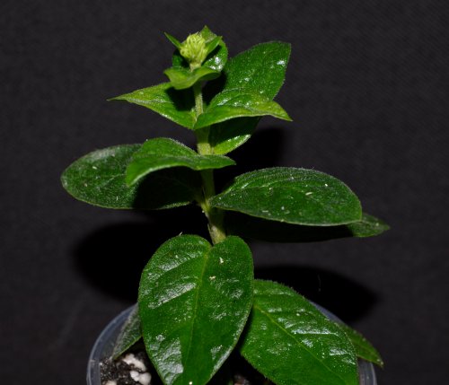 DSC_0472_500x429.jpg