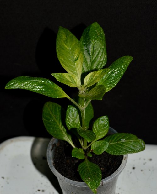 DSC_0285_500x619.jpg