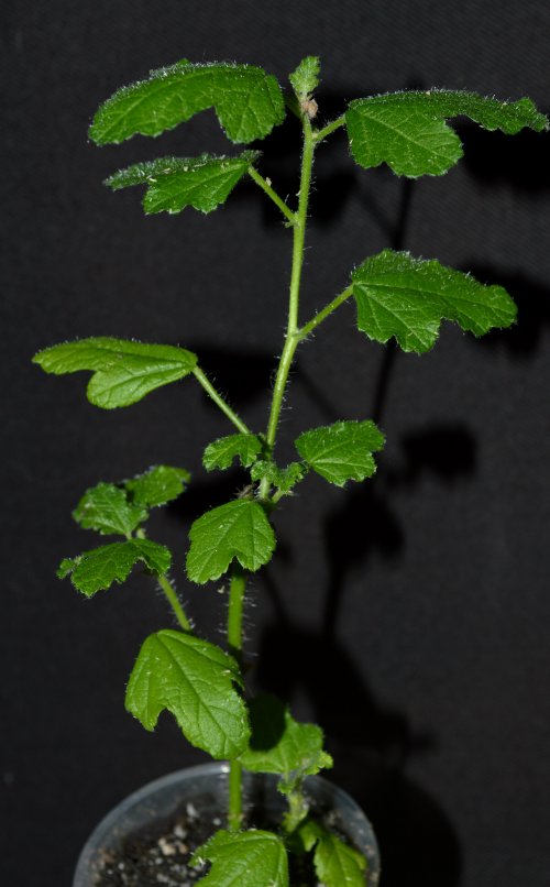 DSC_0461_500x806.jpg