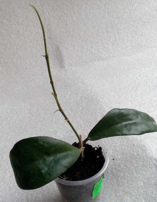 Hoya sp. - Phu Wua1.jpg