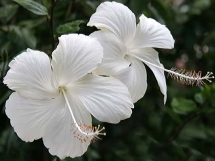 hibiscus-white-swan-web-0.jpg