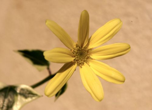 senecio macroglossus variegata44.jpg