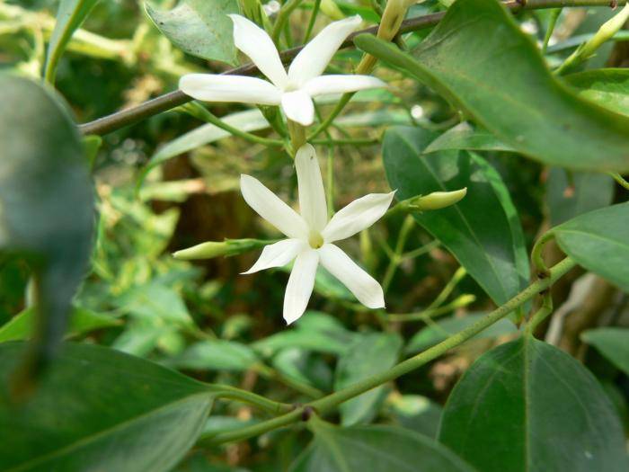 Жасмин-Лерата-Jasminum-leratii.jpg