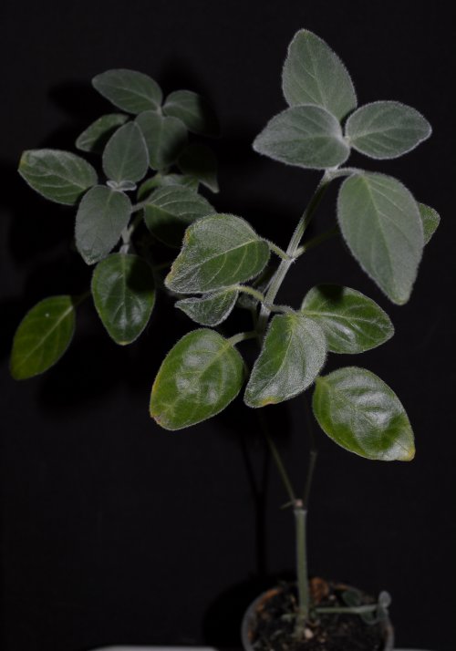 DSC_0547_500x714.jpg