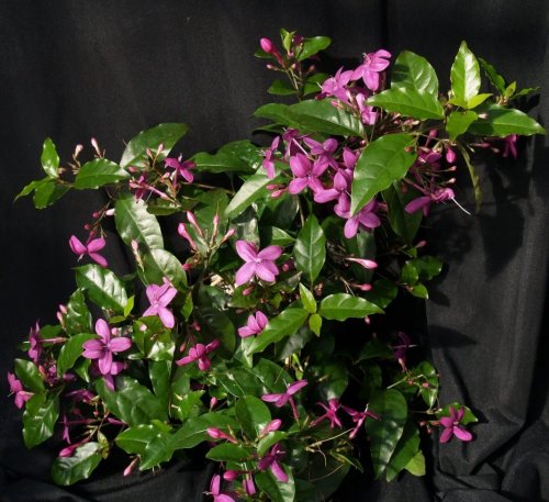 Pseuderanthemum-22_500x457.jpg