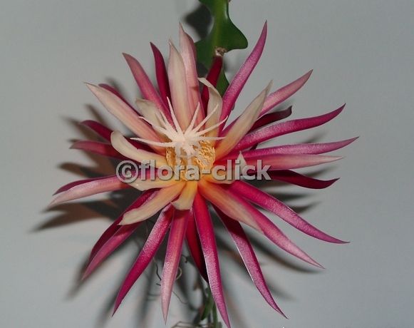 Cryptocereus anthonyanus.....jpg