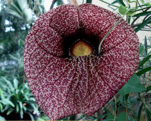Aristolochia_elegans.jpg