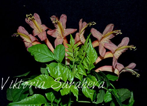 image (92)_500x360.jpg
