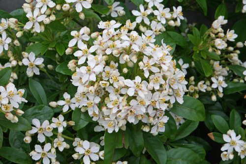 Choisya-ternata-4_500x333.jpg