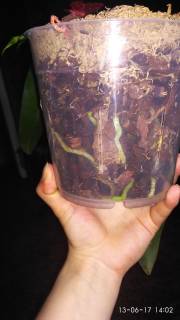 IMG_20170613_140213_180x320.jpg