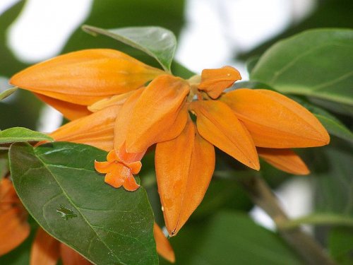 huanulloa-juanulloauhod_500x375.jpg