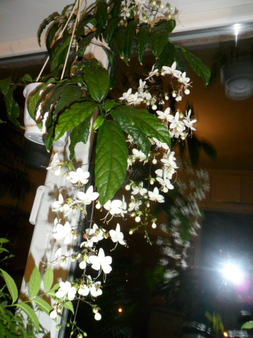 image (24)_500x667.jpg