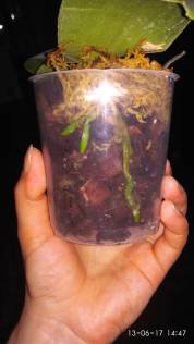 IMG_20170613_144738_178x316.jpg
