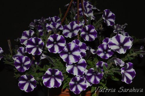 DSC_0406_500x333.jpg