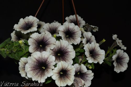DSC_0430_500x333.jpg