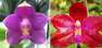 481843058_7_94x72_orhideya-p-violacea-var-indigo-x-p-lueddemanniana-aromatnaya-_rev026.jpg